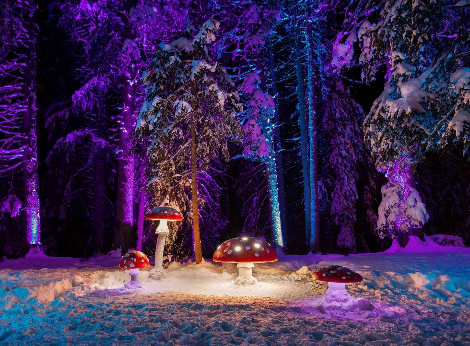 Lichtinstallation Glückspilze im Zauberwald in der Lenzerheide